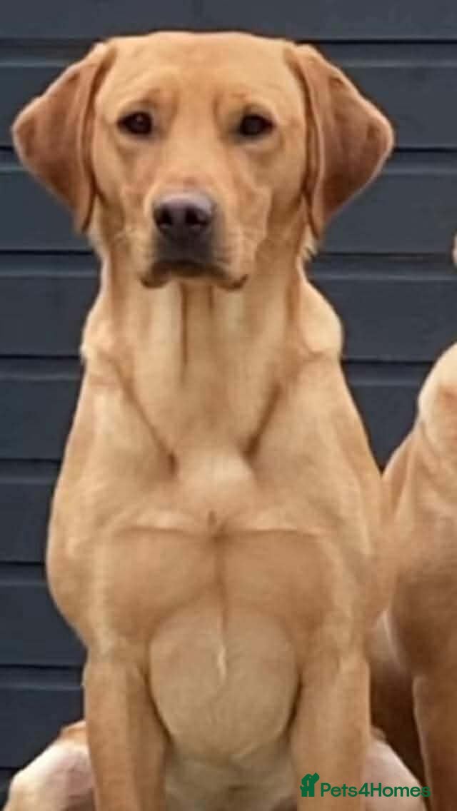 Goldador dogs Stunning Goldador puppies  - Advert 2