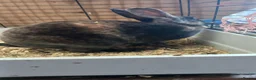 Rex rabbits for sale: Male Rex for sale  - Advert 3
