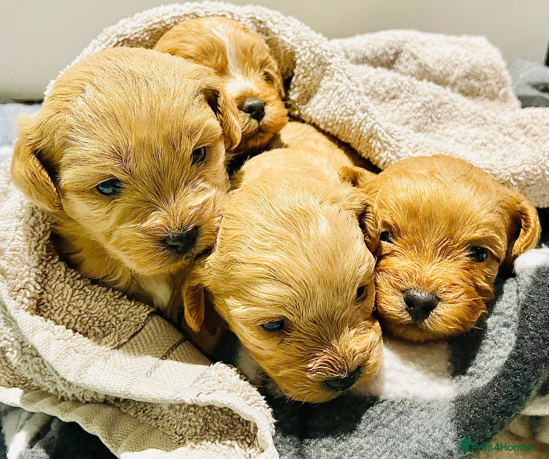 Shihpoo dogs for sale: Beauty’s pups - Advert 2