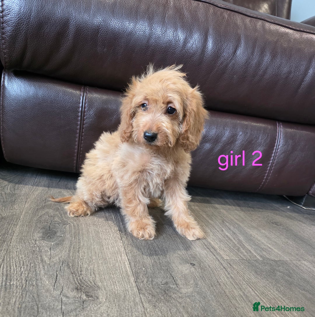 Cockapoo dogs for sale: Adorable cockapoo pups ready to go 🐶 - Image 13