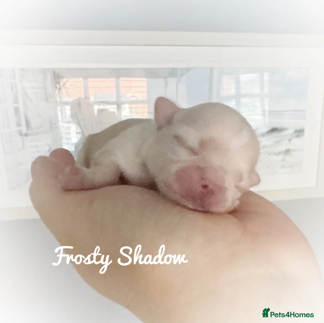 Chihuahua dogs for sale: KC long coat cream show line chihuahua puppies  - Advert 1