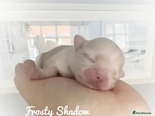 Chihuahua dogs KC long coat cream show line chihuahua puppies - Advert 5