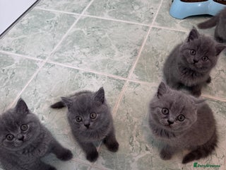 British Shorthair cats British shorthair kittens 🐈⬛ - Advert 17