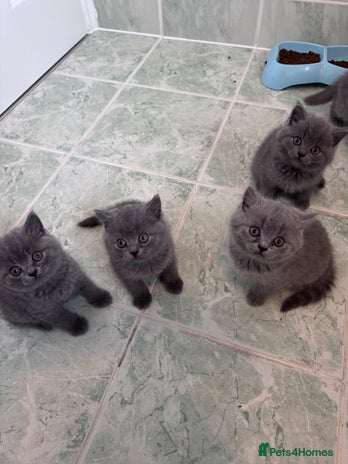 British Shorthair cats British shorthair kittens 🐈⬛ - Advert 2