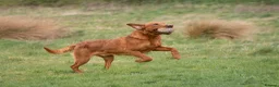 Labrador Retriever dogs for stud: FULLY HEALTH TESTED DARK RED STUD - Advert 14