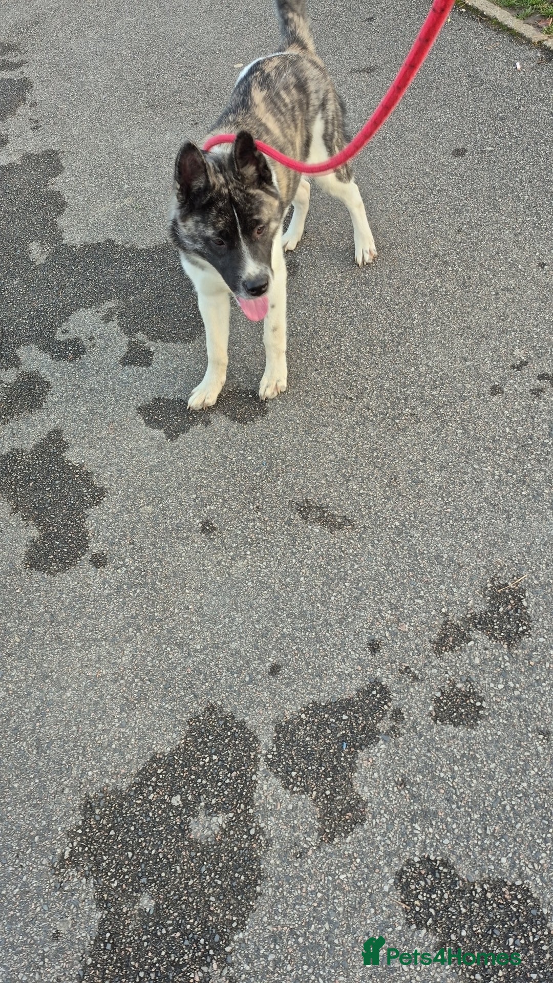 Akita dogs for sale: Akita Pup - Advert 3