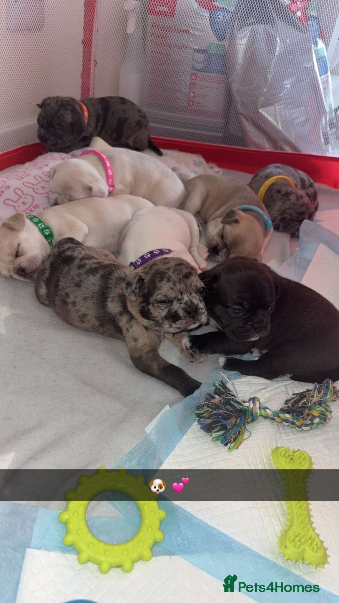 Frug dogs 🐶 Pug/French bulldog puppies 🐶 Rare markings - Advert 4