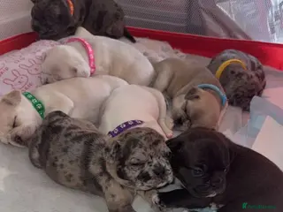 Frug dogs 🐶 Pug/French bulldog puppies 🐶 Rare markings - Advert 4
