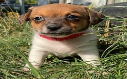 Jack Russell dogs for sale: Tiny Jack Russell’s - Image 4