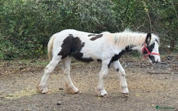 Irish Cob horses for sale: Piper the sweetest little filly  - Image 5
