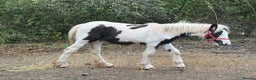 Irish Cob horses for sale: Piper the sweetest little filly  - Advert 5