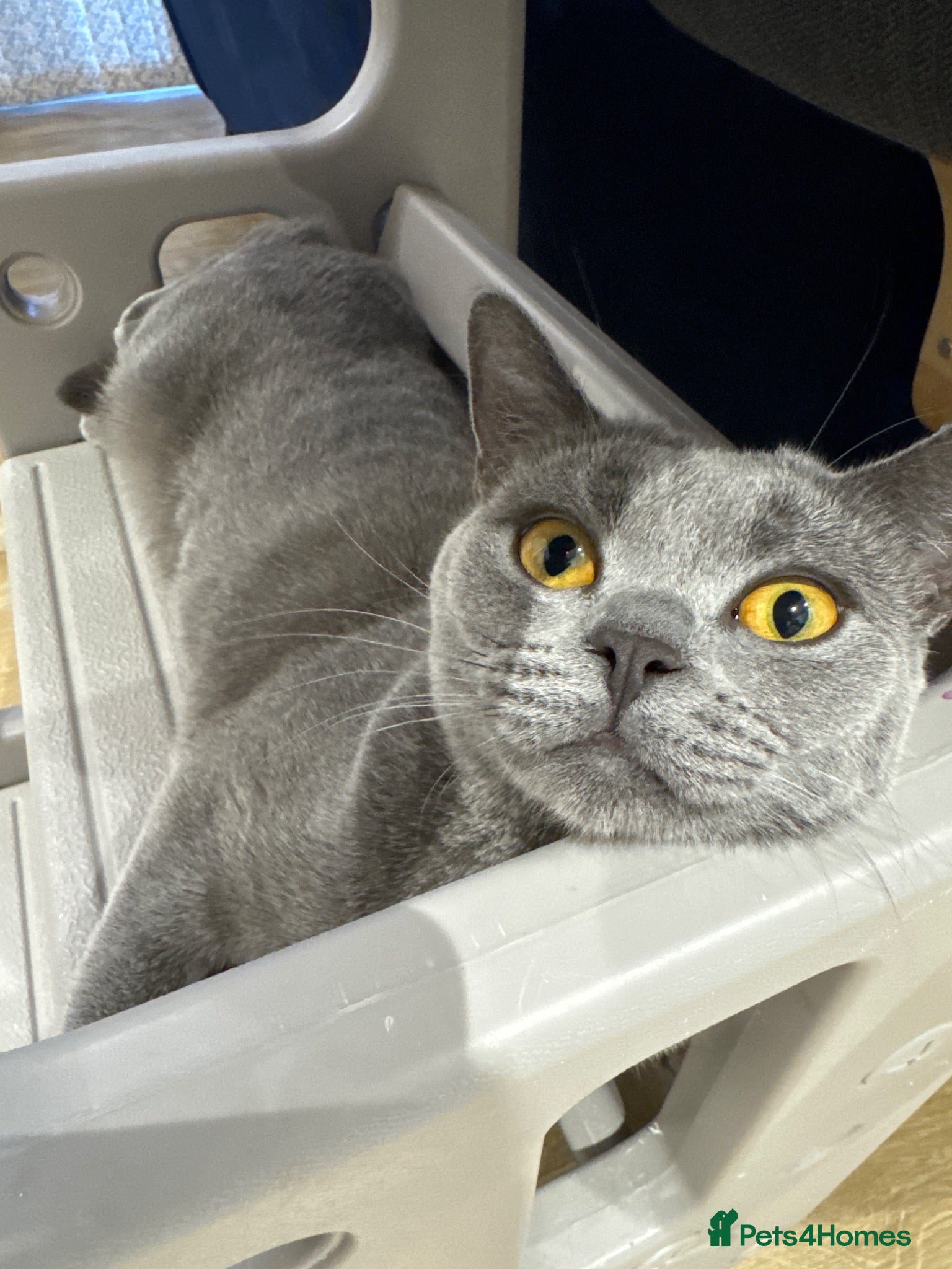 British Shorthair cats Luna  - Advert 2