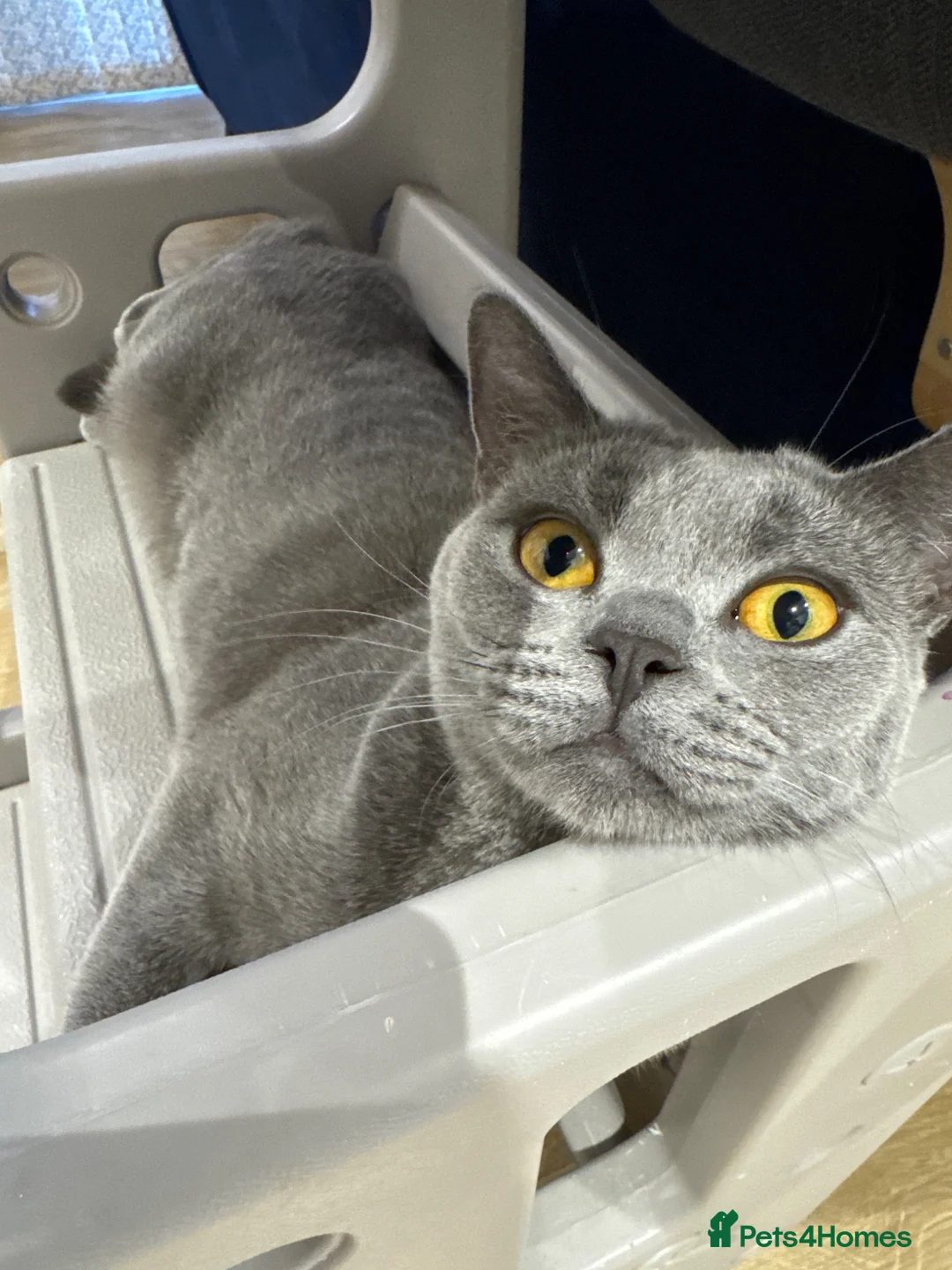 British Shorthair cats for sale: Luna  in Chelmsford - Advert 1