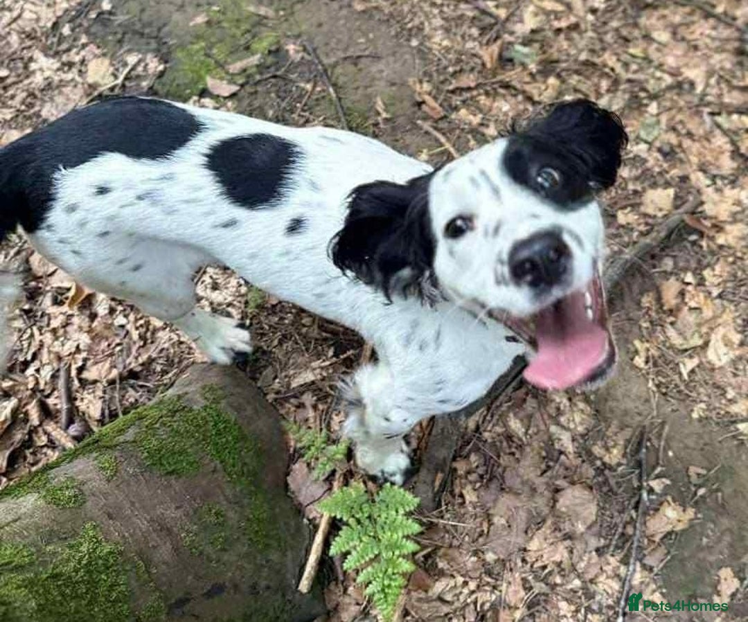 Cocker Spaniel dogs for adoption: Rose needs a loving home  - Image 2