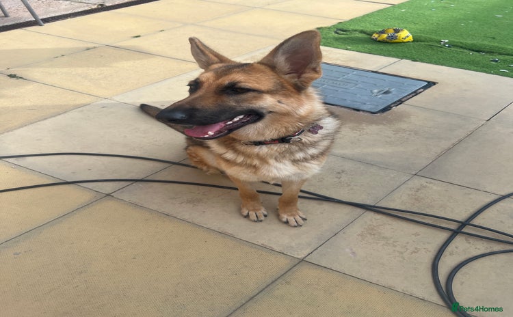 German Shepherd dogs - Advert 2