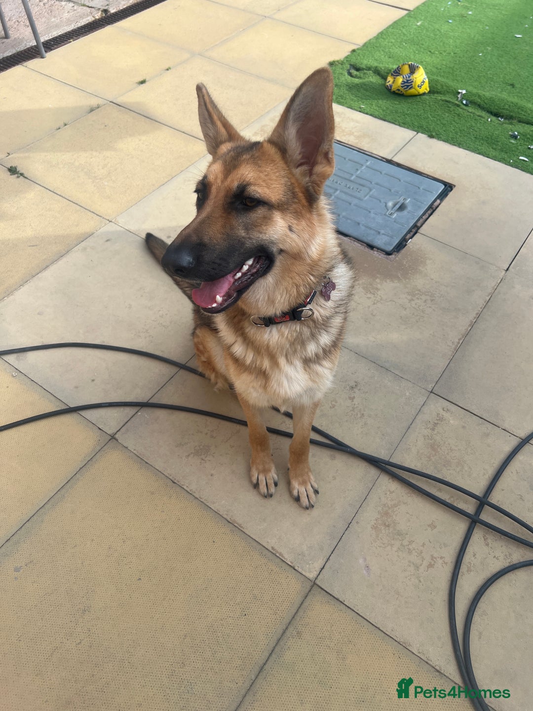 German Shepherd dogs for sale: 10 month old female German shepherd - Image 1