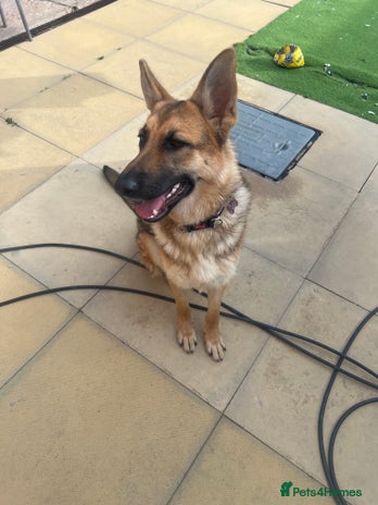 German Shepherd dogs - Advert 2