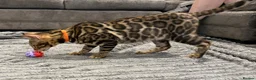 Bengal cats for sale: Beautiful 5‑Month Tica Bengal Boys – Ready Now - Advert 4