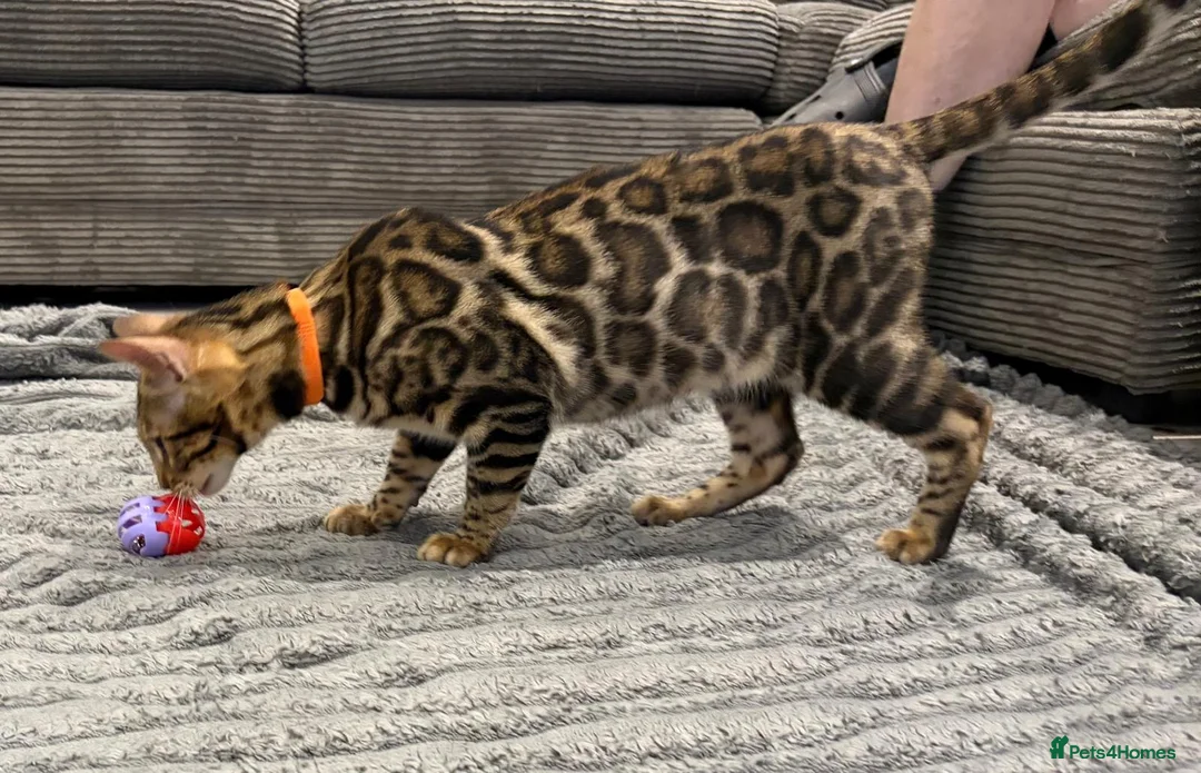 Bengal cats for sale: Beautiful 5‑Month Tica Bengal Boys – Ready Now - Advert 4