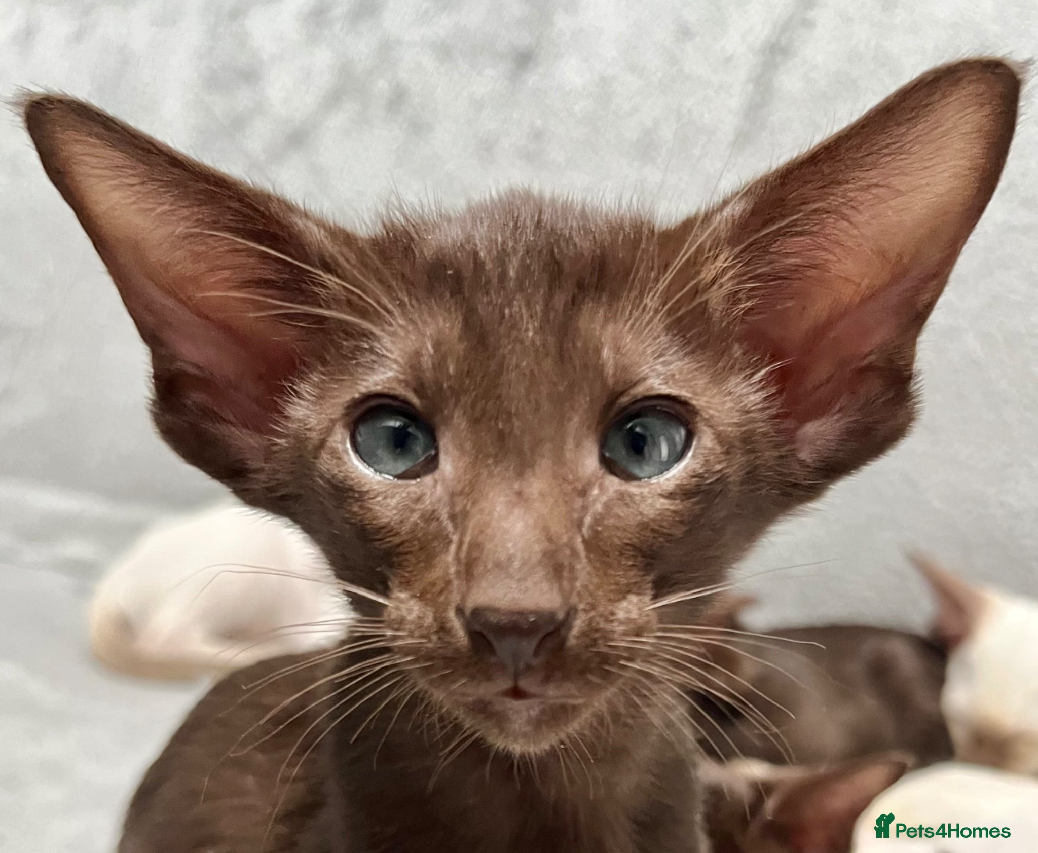Oriental cats for sale: Supreme pedigree GCCF registered oriental kittens - Advert 18