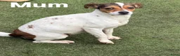 Jack Russell dogs for sale: 4 beautiful jack russells in Basildon - Advert 4