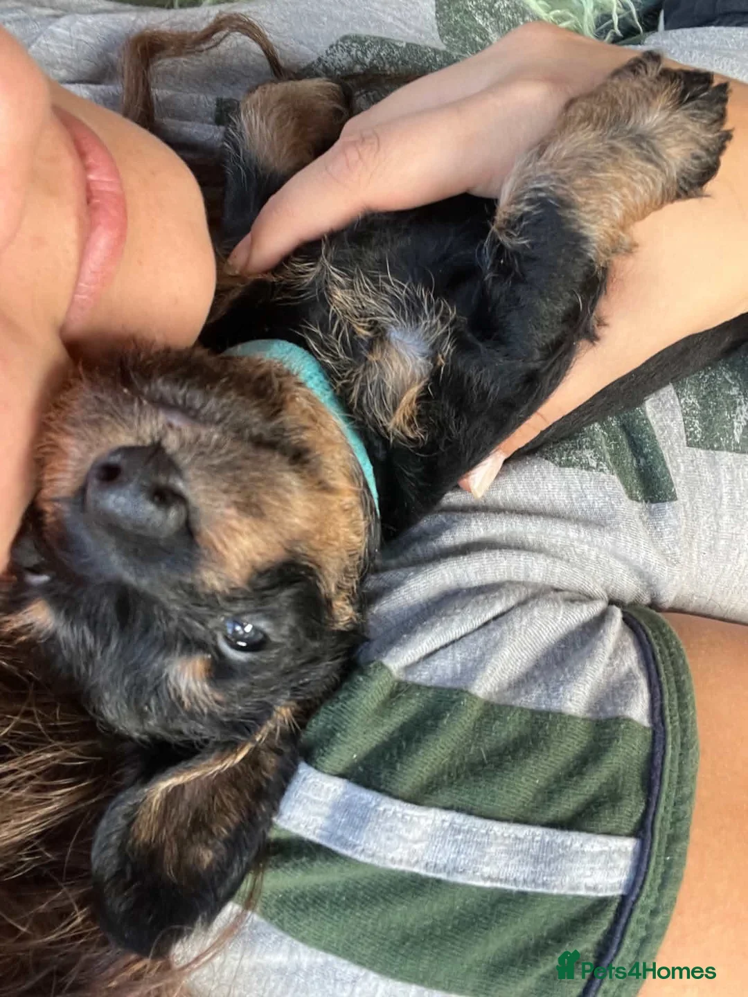 Miniature Dachshund dogs for sale: KC Reg Miniature Wire-Haired Dachshund Puppies in Christchurch - Advert 2