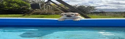 Golden Retriever dogs for sale: Golden Retriever Puppies  - Advert 4