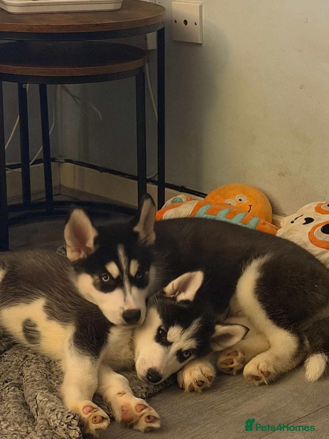 Siberian Husky dogs for sale: 2 husky pups for sale  - Advert 1