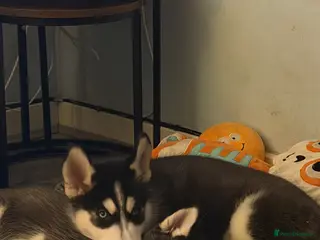 Siberian Husky dogs 2 husky pups for sale - Advert 1