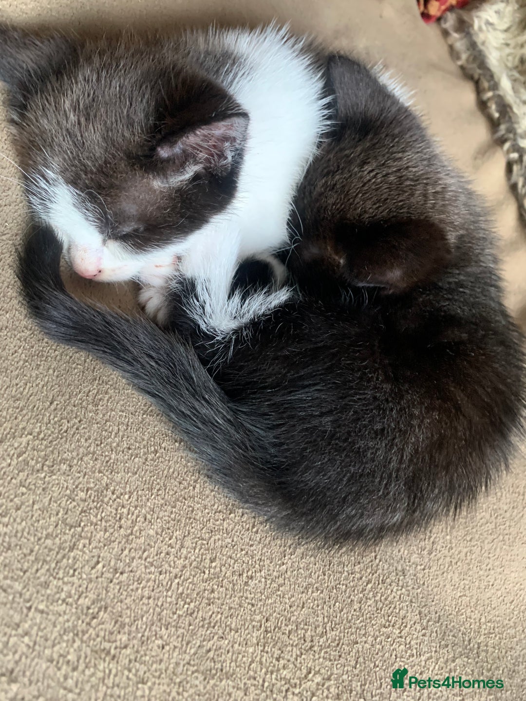 Mixed Breed cats for sale: Part Persian  - Image 15