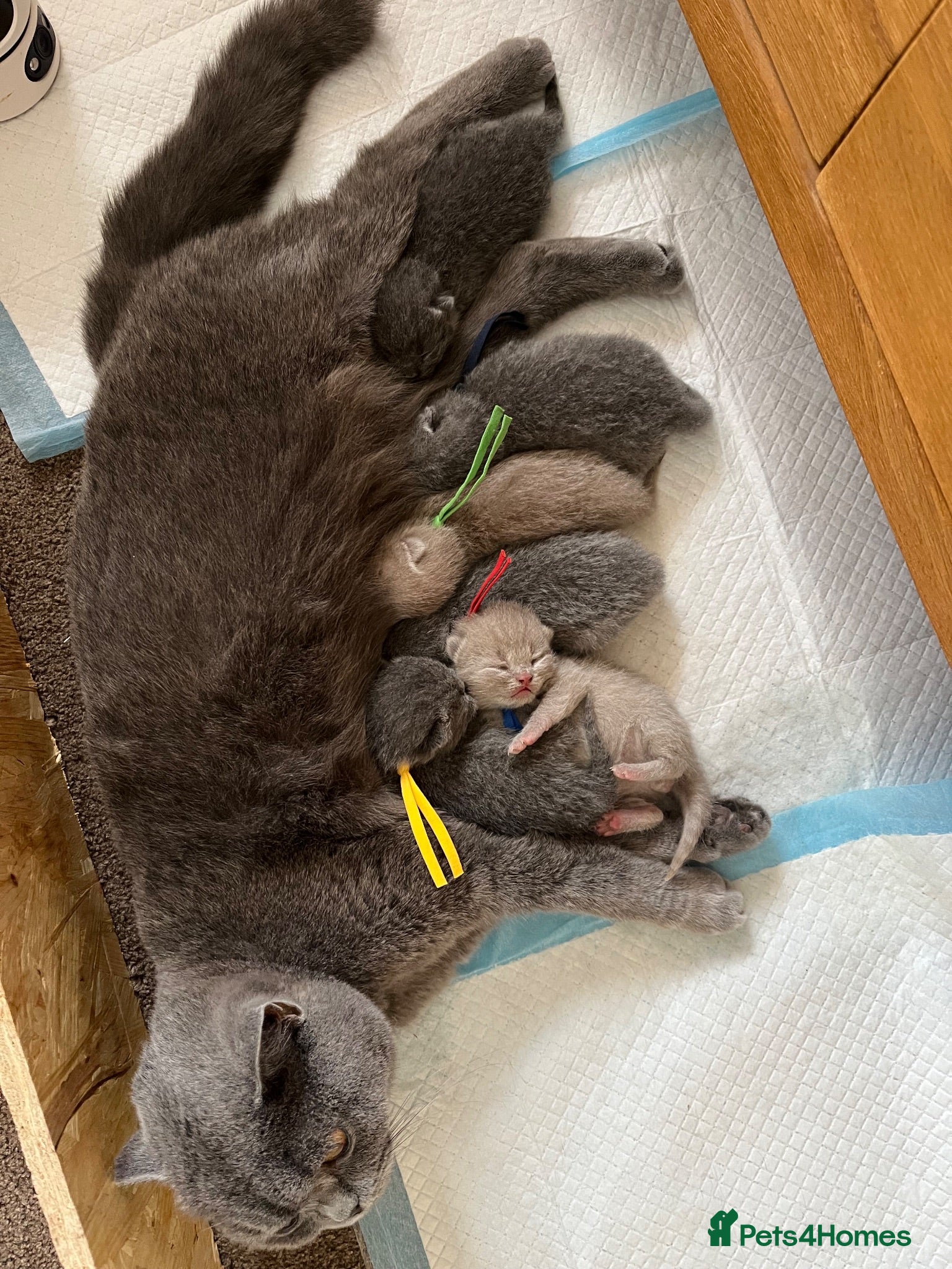 British Shorthair cats 🐾Beautiful British Shorthair Kittens🐾 - Advert 1