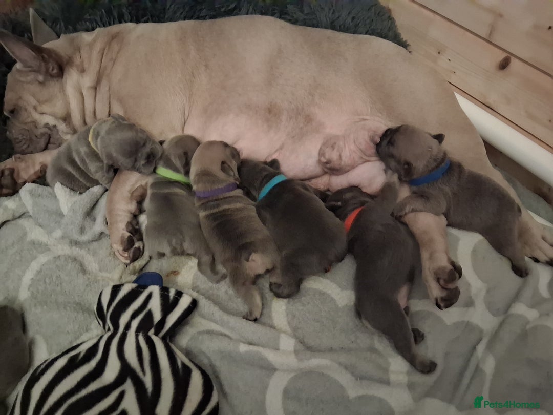 French Bulldog dogs for sale: French bulldogs - Image 3