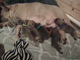 French Bulldog dogs - Advert 16