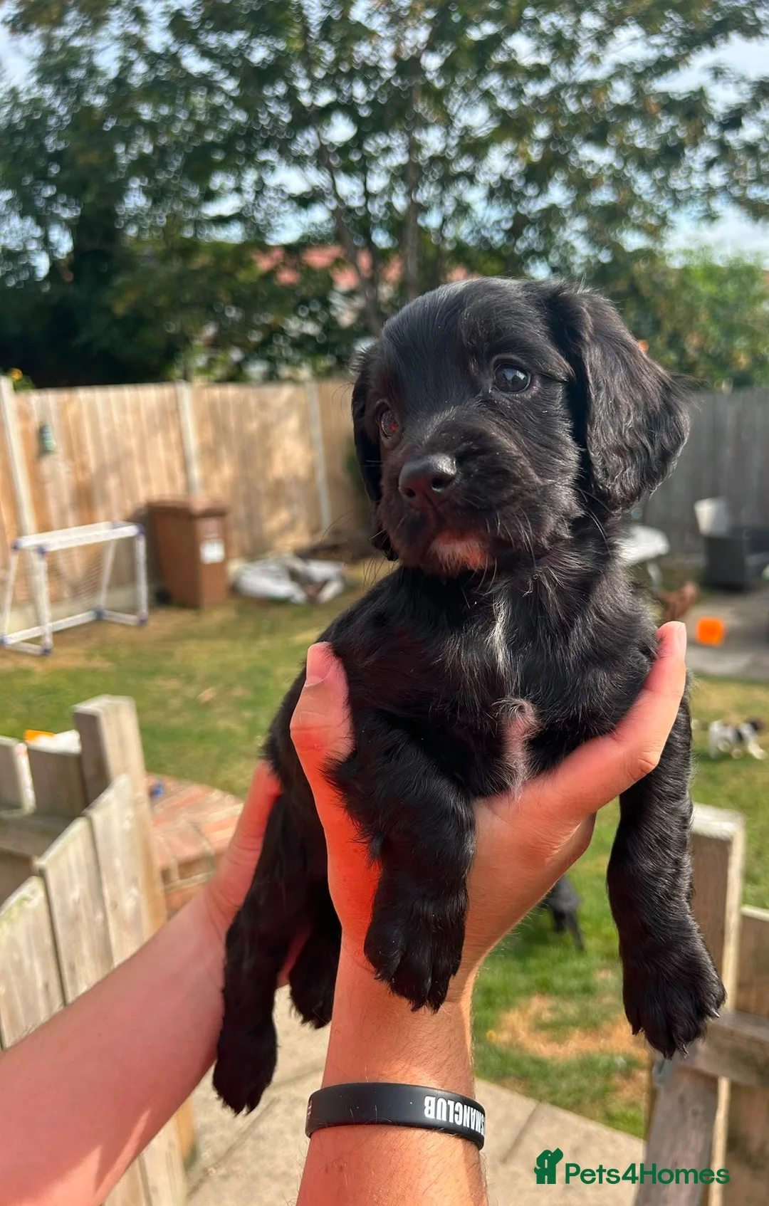 Sprocker dogs for sale: F1 Sprocker puppies !! ONLY 2 LEFT !! - Advert 1
