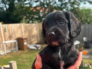 Sprocker dogs F1 Sprocker puppies !! ONLY 2 LEFT !! - Advert 16