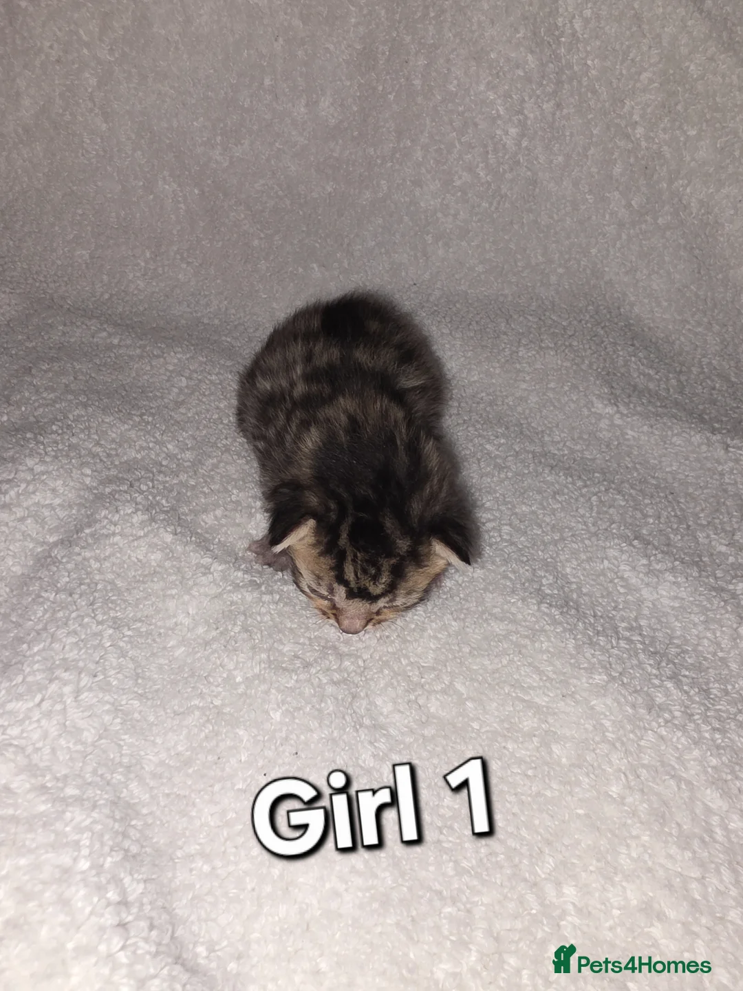 Mixed Breed cats for sale: 7 kittens looking for forever homes  - Advert 2