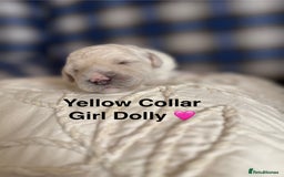 Poochon dogs for sale: Beautiful Poochon Puppies – Ready for Viewing - Image 11