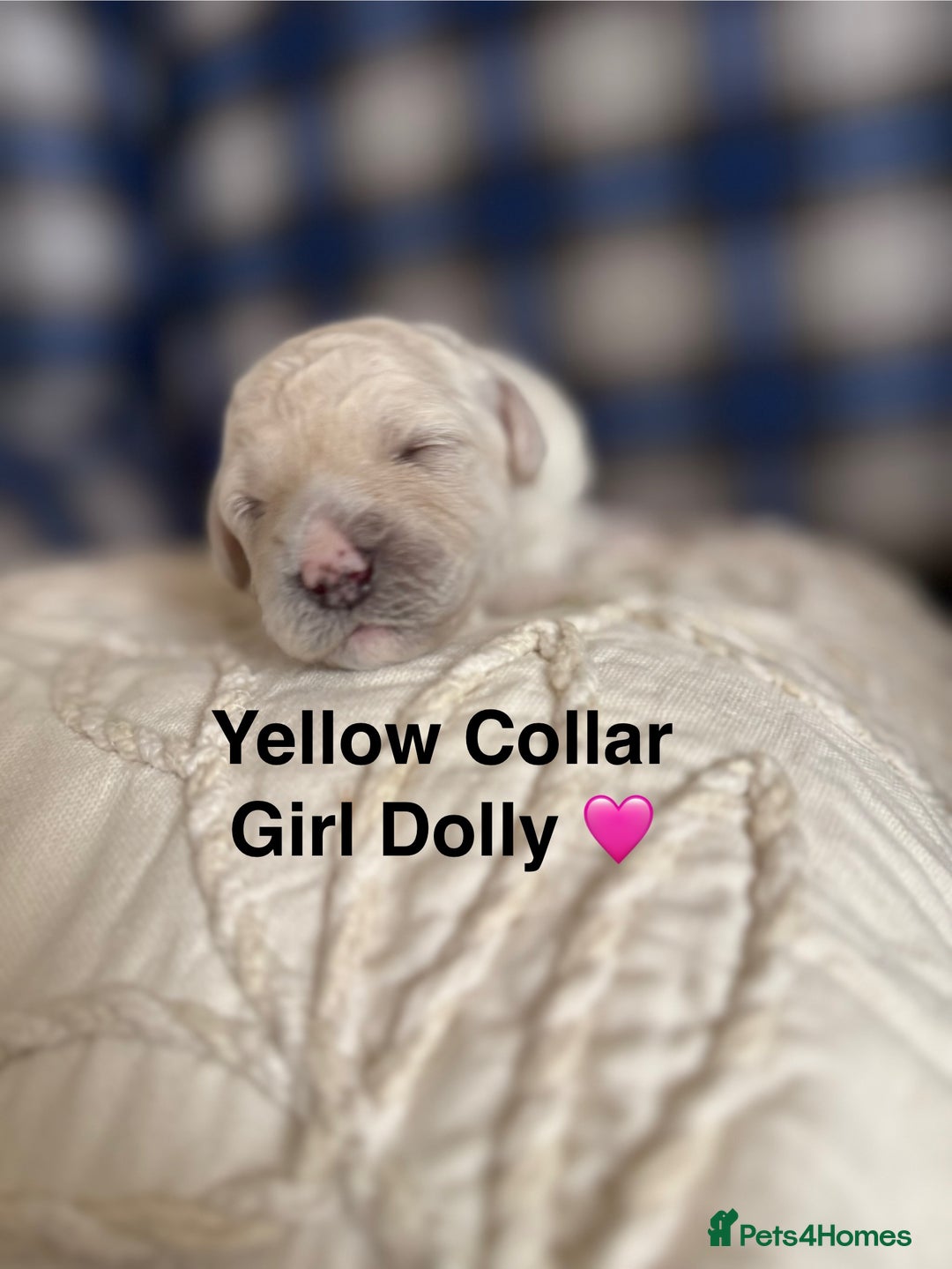 Poochon dogs for sale: Beautiful Poochon Puppies – Ready for Viewing - Image 11