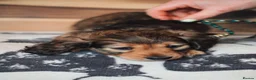 Miniature Dachshund dogs for sale: EXCEPTIONAL PEDIGREE MINIATURE LONGHAIRED PUPPIES - Advert 14