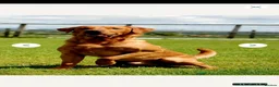 Labrador Retriever dogs for sale: Red/Golden Labrador puppies in Irvine - Advert 19