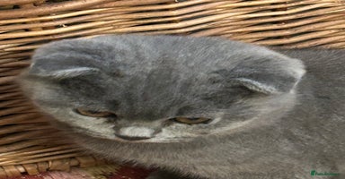 Scottish Fold cats - Advert 13