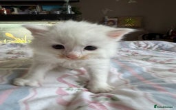 Ragcoon cats for sale: Kittens for sale  - Image 13