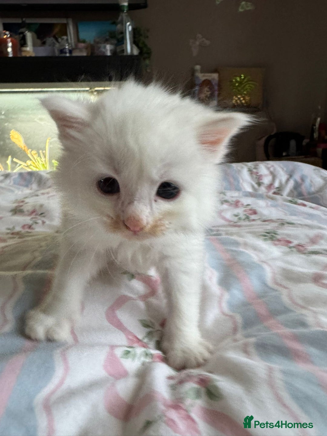 Ragcoon cats for sale: Kittens for sale  - Image 13