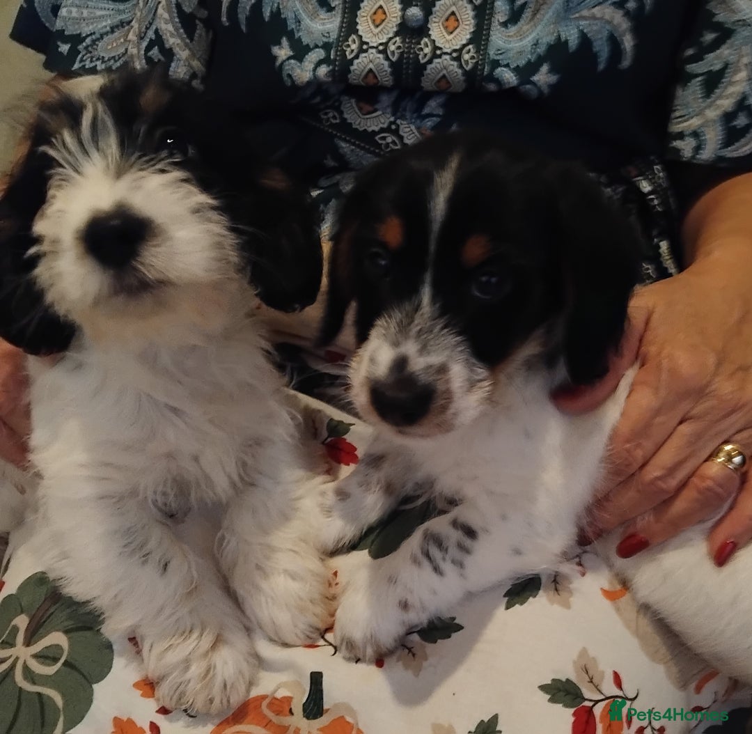 Jack Russell dogs for sale: Two jackrussel puppy's for sale - Image 1