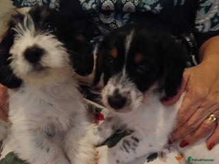 Jack Russell dogs for sale - Advert 1