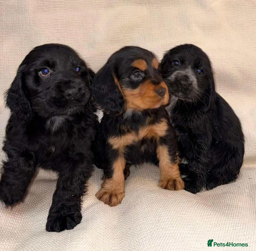 Cocker Spaniel dogs for sale: Cocker Spaniel Puppies - Advert 5