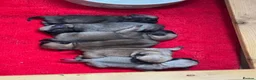 Pug dogs for sale: 🌟Kc registered pedigree pug puppies.🌟 - Advert 3