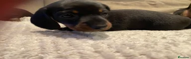 Miniature Dachshund Puppy 1 Reserved