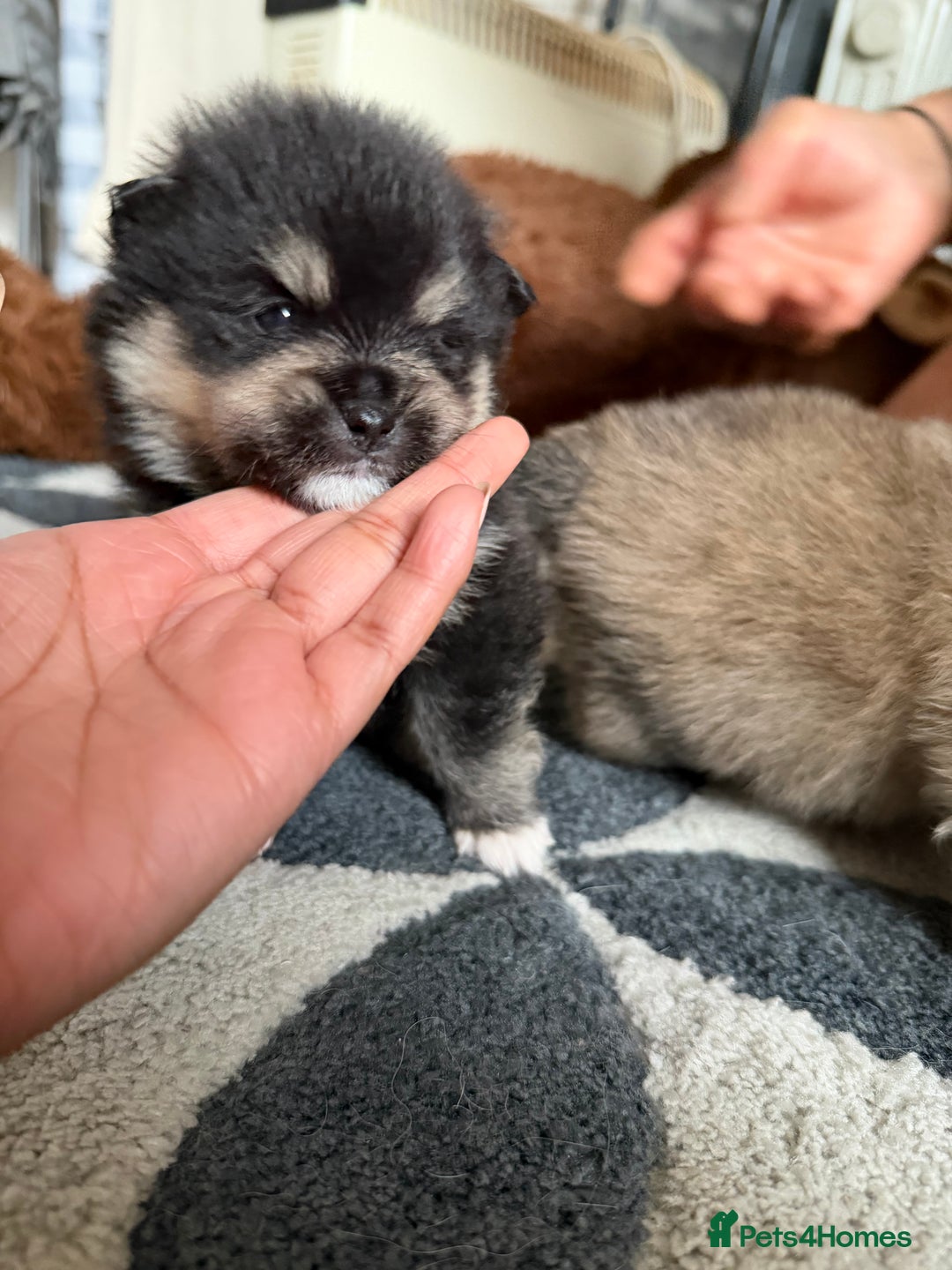 Pomeranian dogs for sale: EXTRA SMALL POMERANIAN PUPPIES  - Advert 25