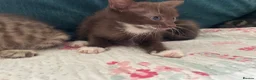 Mixed Breed cats for sale: Siamese x Maine coon kittens - Advert 16